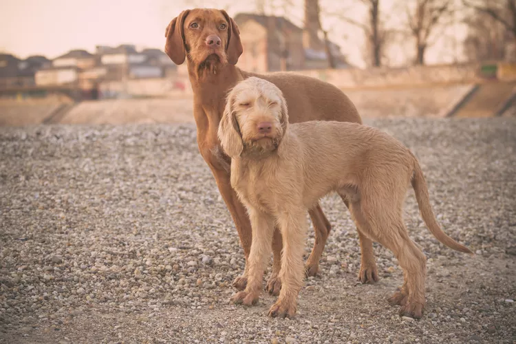 Wirehaired Vizsla: Dog Breed Characteristics & Care