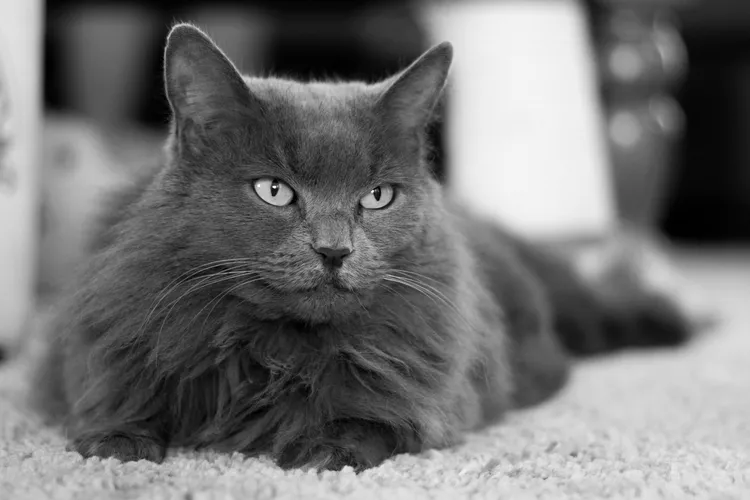 Nebelung: Cat Breed Profile, Characteristics & Care