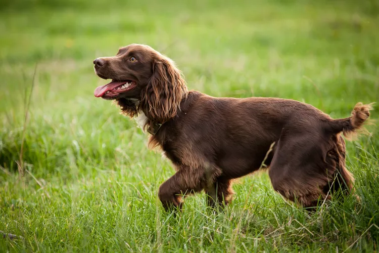 Boykin Spaniel: Dog Breed Characteristics & Care