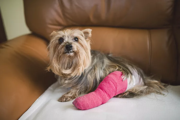 Common Injuries in Dogs and How to Treat Them