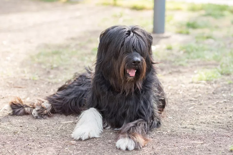 Schapendoes (Dutch Sheepdog): Dog Breed Characteristics & Care