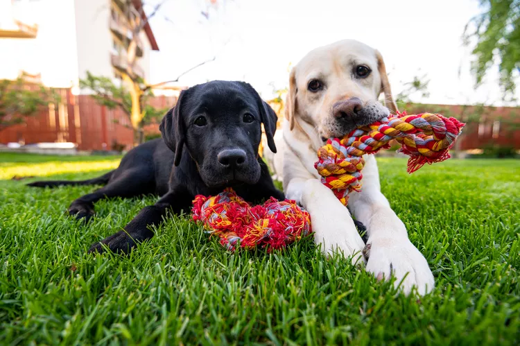 Why Do Dogs Eat Rocks?