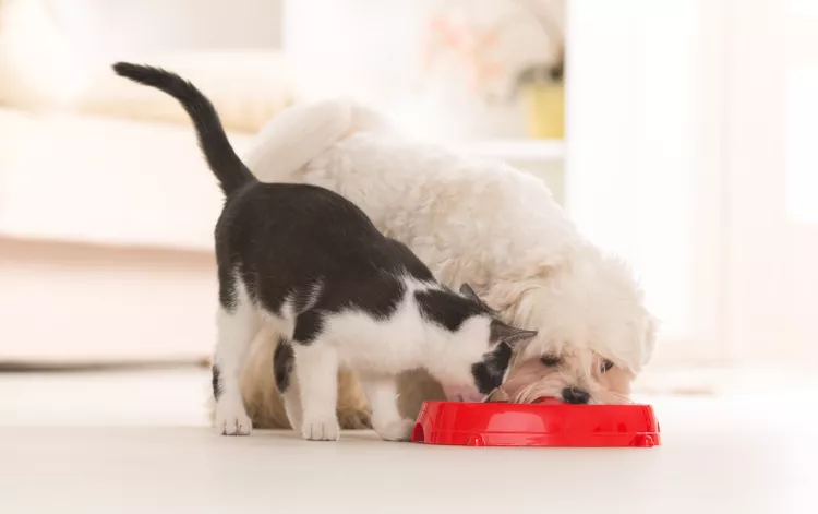 Can Cats Eat Dog Food?