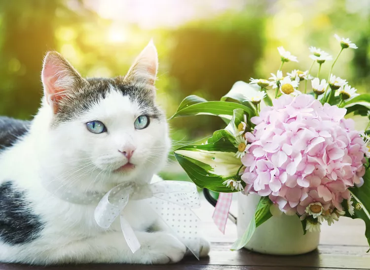 Are Hydrangeas Poisonous to Cats?