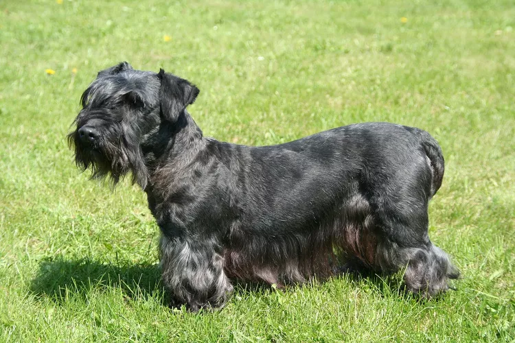 Cesky Terrier: Dog Breed Characteristics & Care