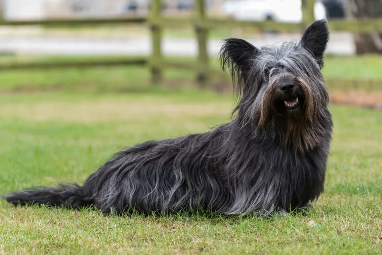 Skye Terrier: Dog Breed Characteristics & Care