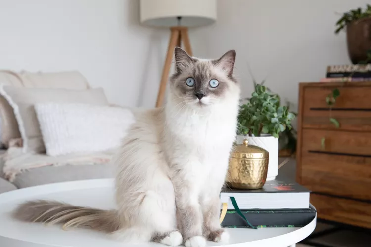 13 Cat Breeds With Long Hair