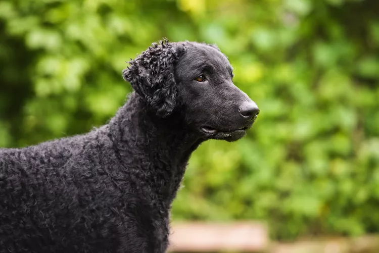 Curly-Coated Retriever (Curly): Dog Breed Characteristics & Care