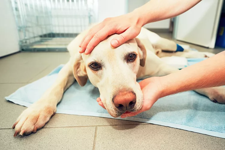 Pale Gums in Dogs