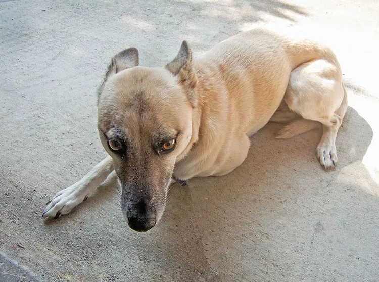 Help Your Dog Get Over Its Fear of Strangers