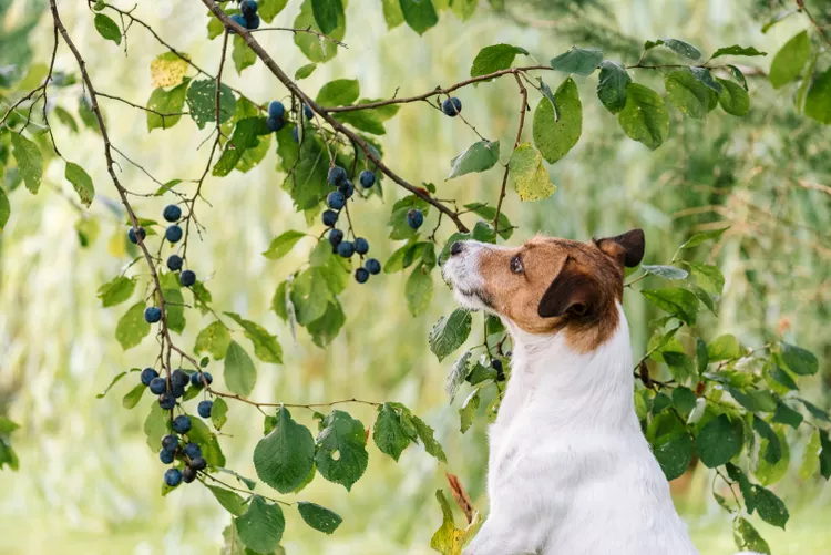 Can Dogs Eat Blueberries?