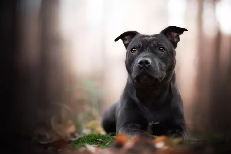 Staffordshire Bull Terrier (Stafford): Dog Breed Characteristics & Care