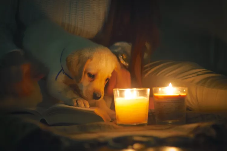 What to Do if Your Dog Eats a Candle