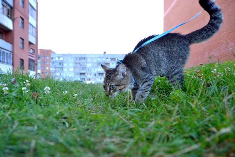 How to Clicker Train Your Cat