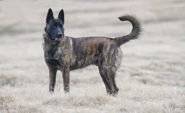 Dutch Shepherd (Dutch Herder): Dog Breed Characteristics & Care