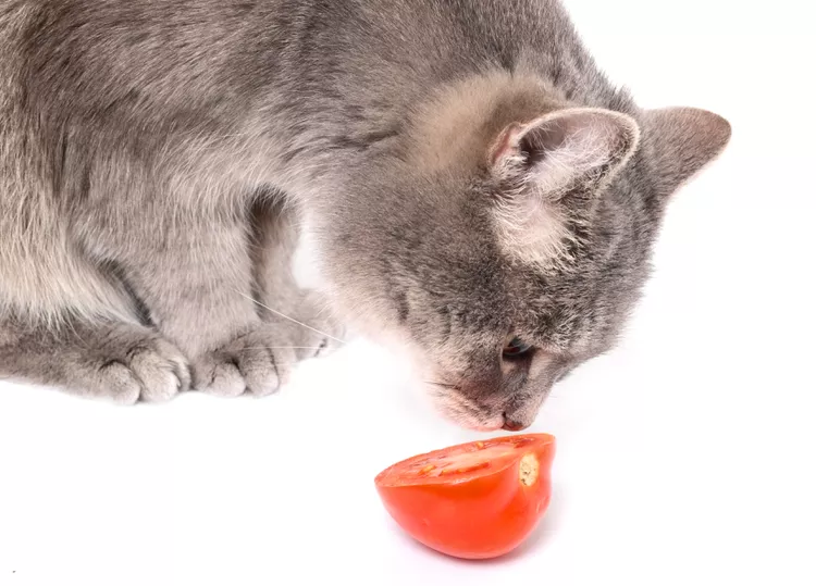 Can Cats Eat Tomatoes?