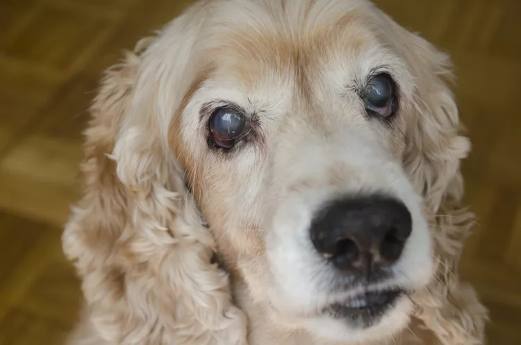 Cloudy Eyes in Dogs