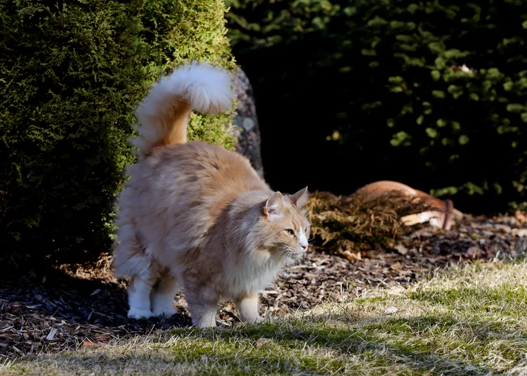 Why Do Male Cats Spray?