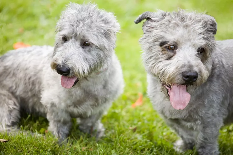 Glen of Imaal Terrier: Dog Breed Characteristics & Care