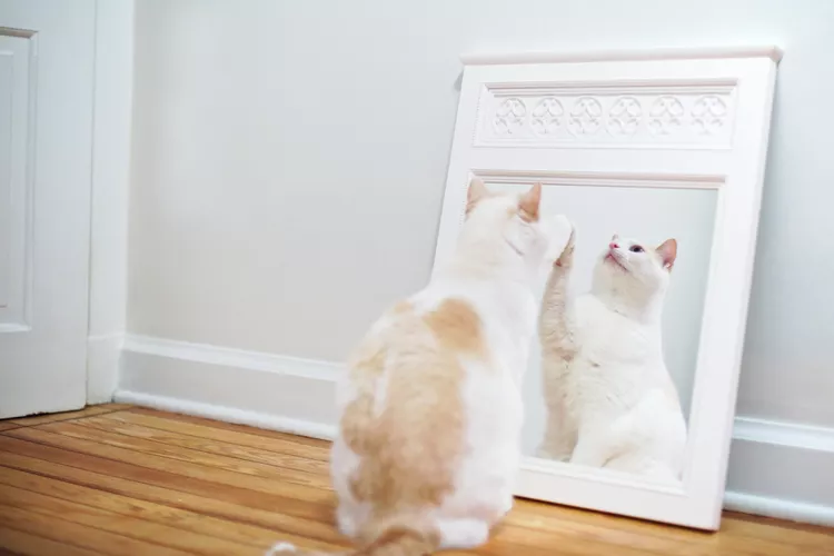 How to Train Your Cat to Accept Mirror Reflections