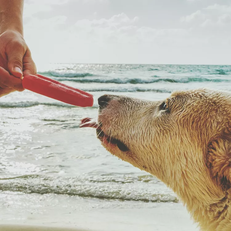 Can Dogs Eat Popsicles?