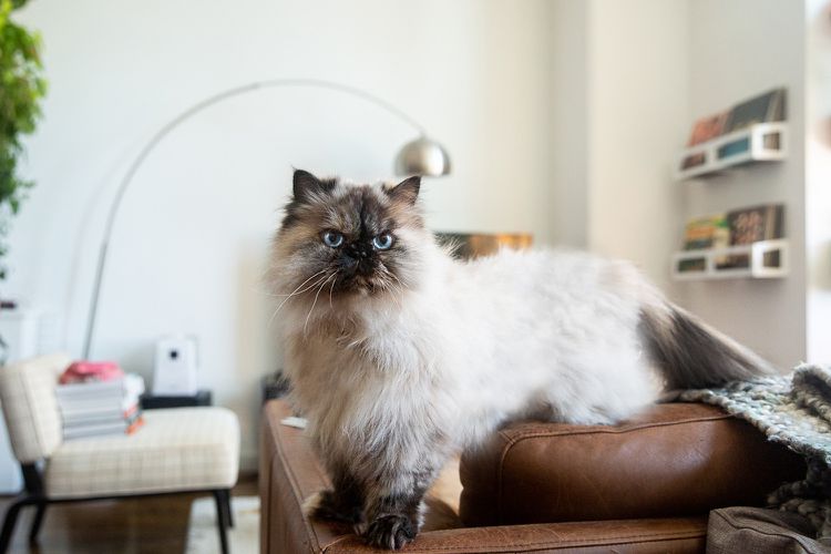 Himalayan: Cat Breed Profile, Characteristics & Care