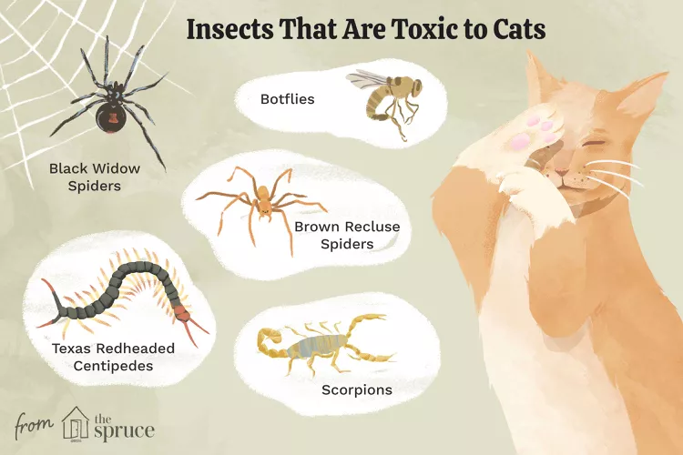 Insects That Are Toxic to Cats 