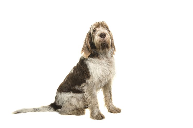 Spinone Italiano: Dog Breed Characteristics & Care