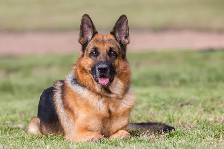 17 Top Dog Breeds for Herding Livestock