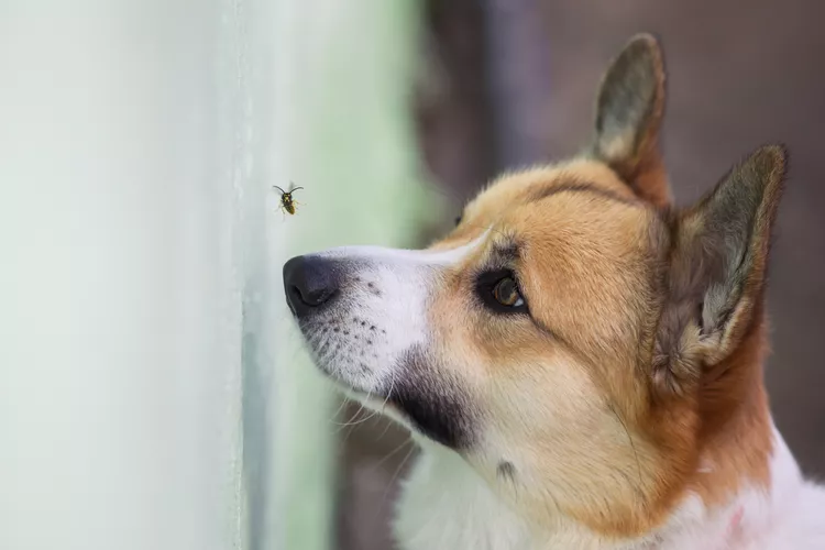 What to Do If Your Dog Has Hives