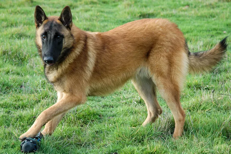 Belgian Malinois (Mal): Dog Breed Characteristics & Care