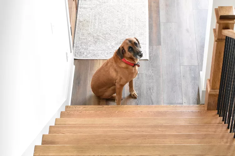 What to Do When Your Dog Is Afraid of Stairs