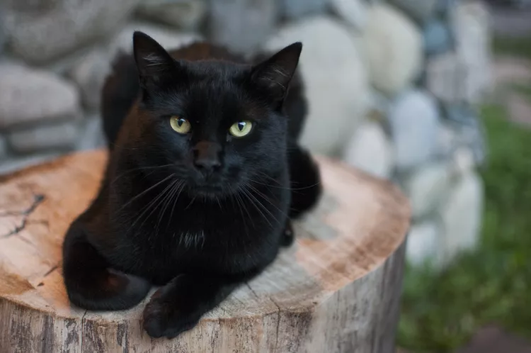 Why Some Black Cats Look Different in the Sun