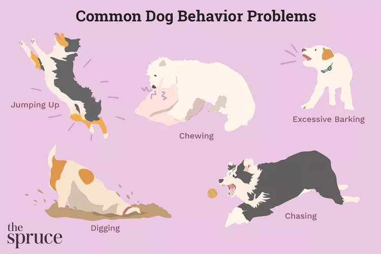 10 Common Dog Behavior Problems and Solutions