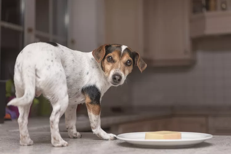 Can Dogs Eat Parmesan Cheese?