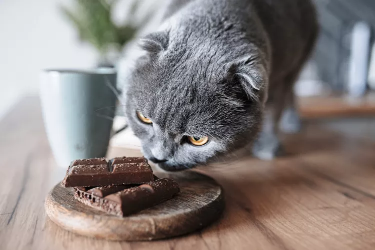 Can Cats Eat Chocolate?