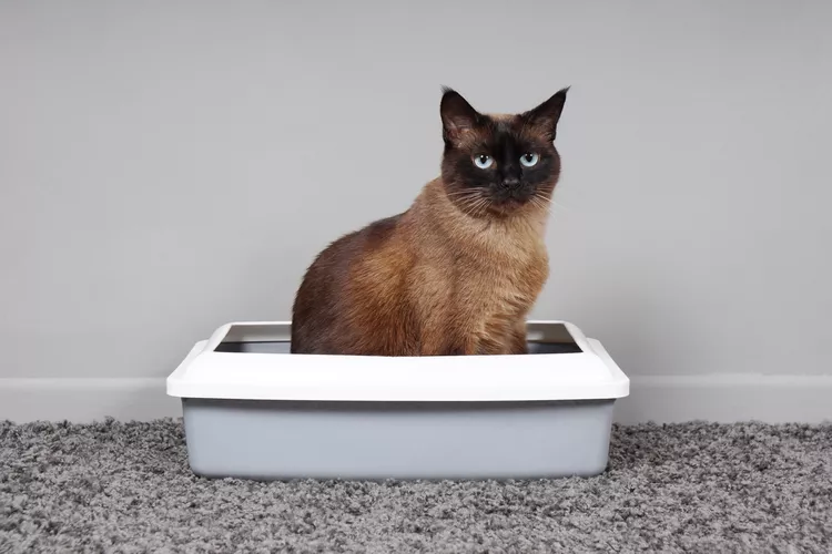 How to Solve Common Litter Box Problems in Cats