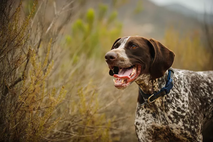 German Shorthaired Pointer (GSP): Dog Breed Characteristics & Care