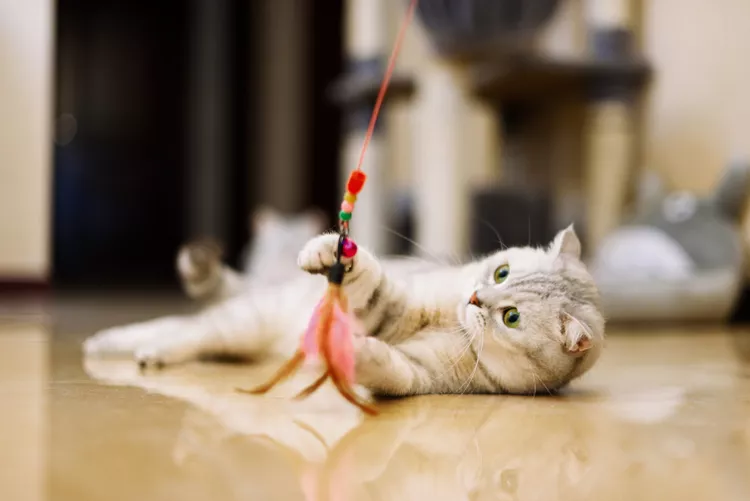 10 of the Most Playful Cat Breeds for Active Families