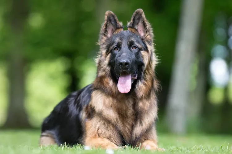 King Shepherd: Dog Breed Characteristics & Care