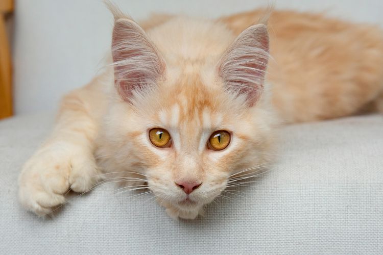 225 Orange Cat Names for Your Male Cat