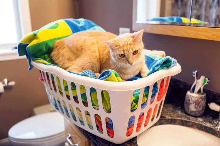 What to Do if Your Cat Ate a Dryer Sheet