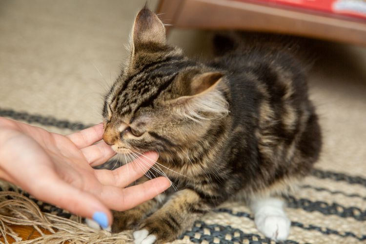 Why Does My Kitten Bite Me? How to Stop Biting and Scratching in Kittens