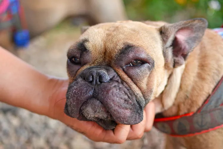 Facial Swelling in Dogs