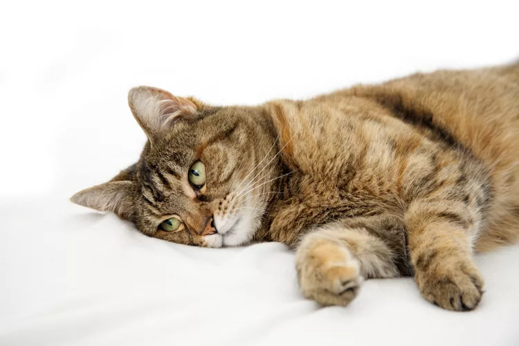 Cat Seizures: Causes and Treatment