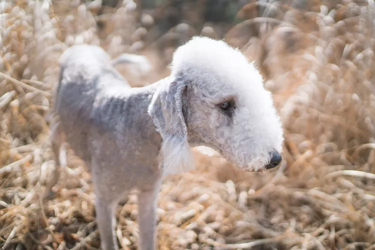 Bedlington Terrier: Dog Breed Characteristics & Care