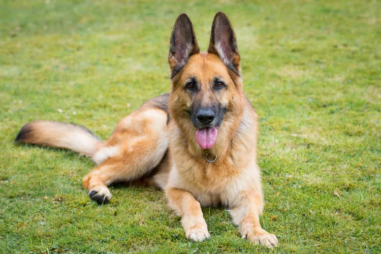 15 Dogs That Look Like German Shepherds