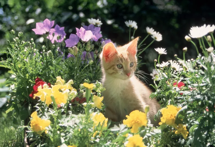 103 Flower Names for Cats