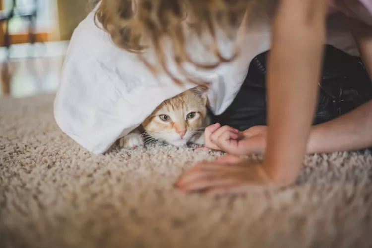 Is Your Cat Scared of People?