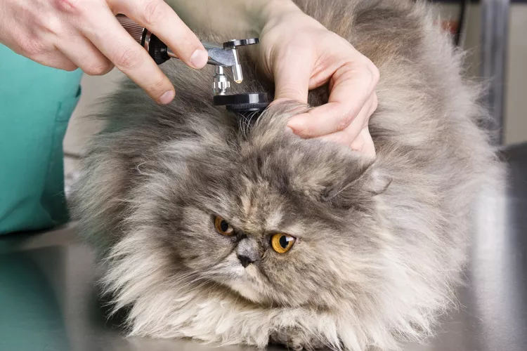 Ear Infections in Cats